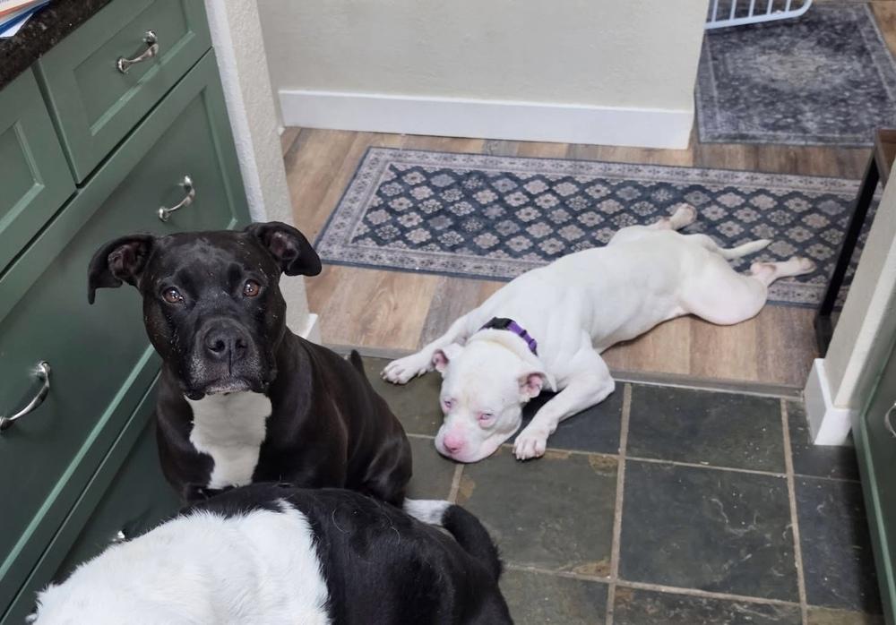 Def Leppard, Adoptable, Young Male Pit Bull Terrier.