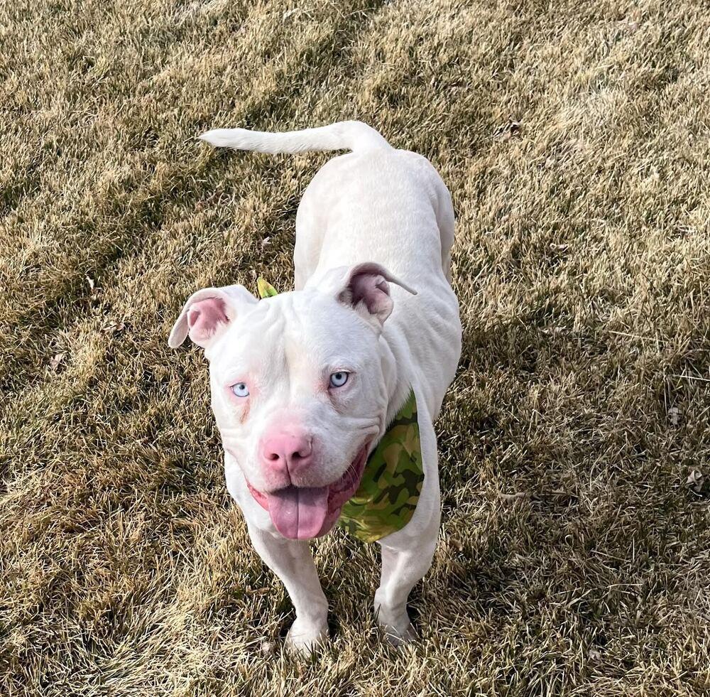 Def Leppard, Adoptable, Young Male Pit Bull Terrier.