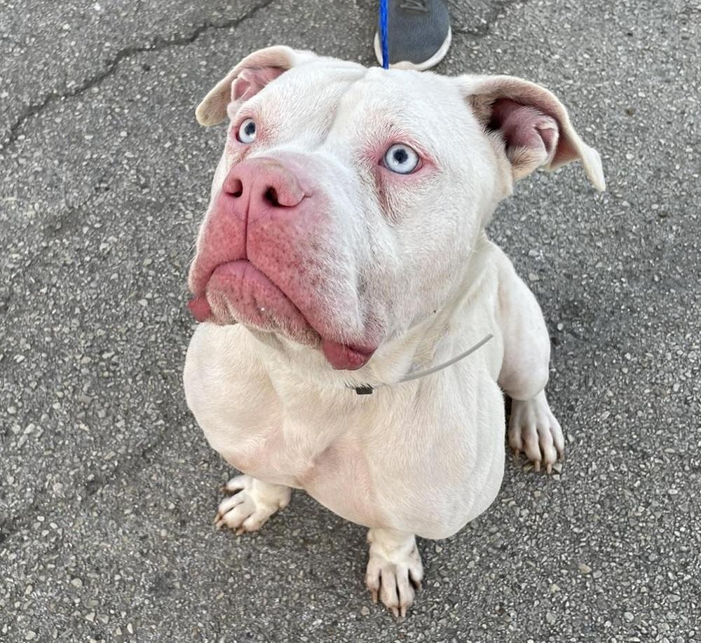 Def Leppard, a Adoptable mixed breed in Denver, CO image 2/3