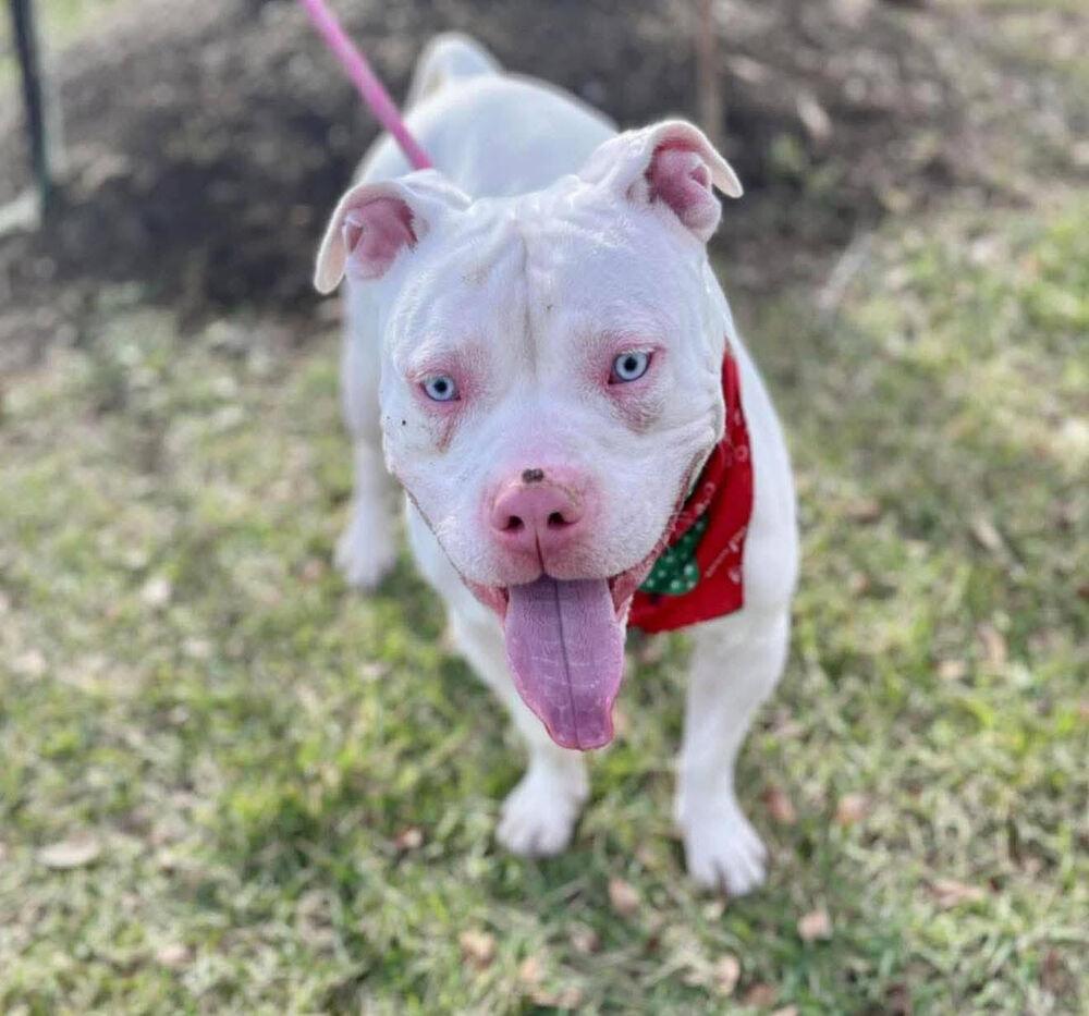 Def Leppard, a Adoptable mixed breed in Denver, CO image 3/3