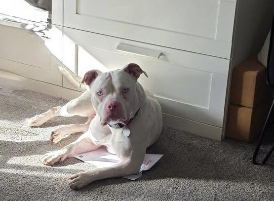 Enlarge Def Leppard, a Adoptable mixed breed in Denver, CO image 5/6