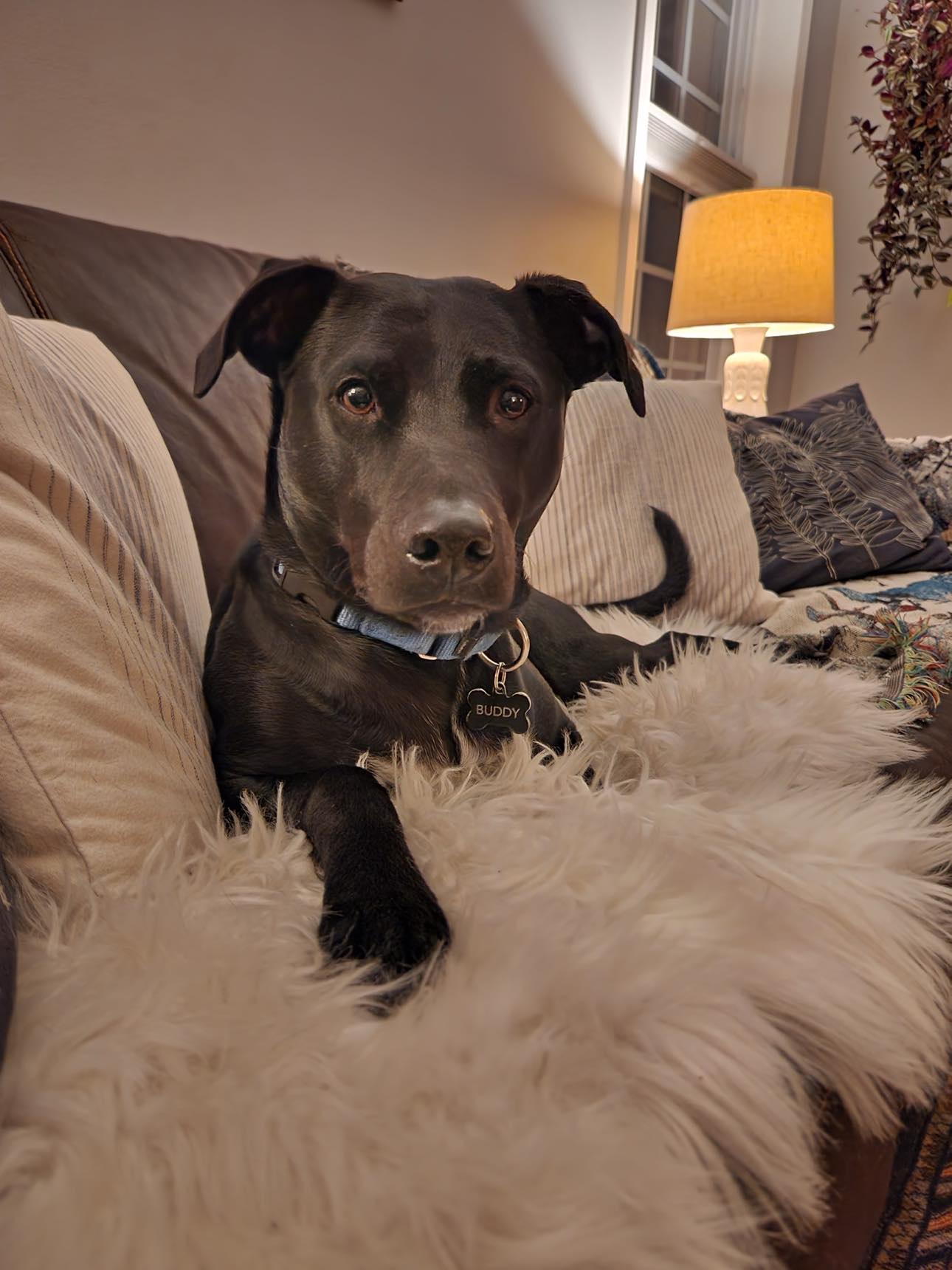 Buddy