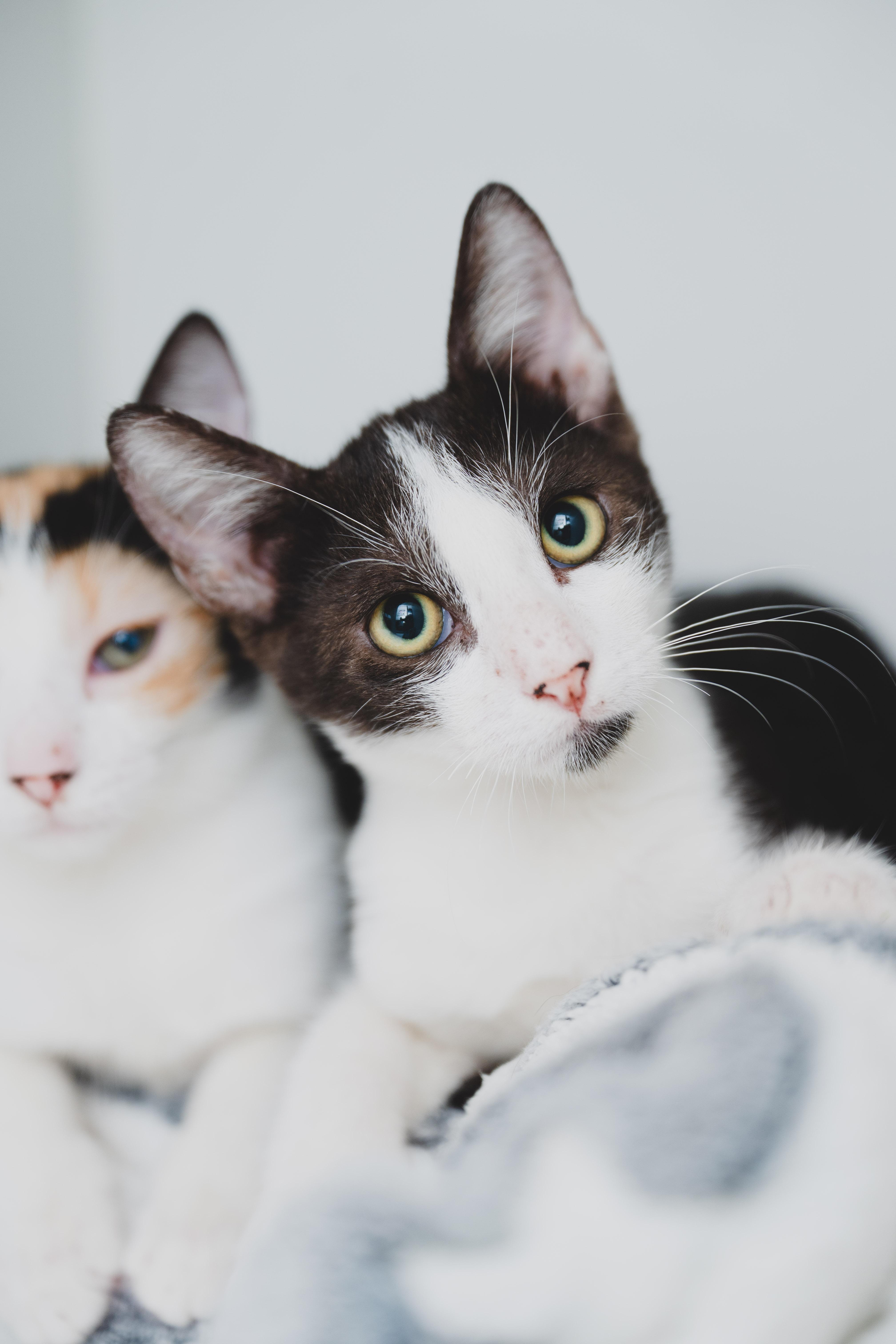 Arnie, Adoptable, Young Male Domestic Short Hair.