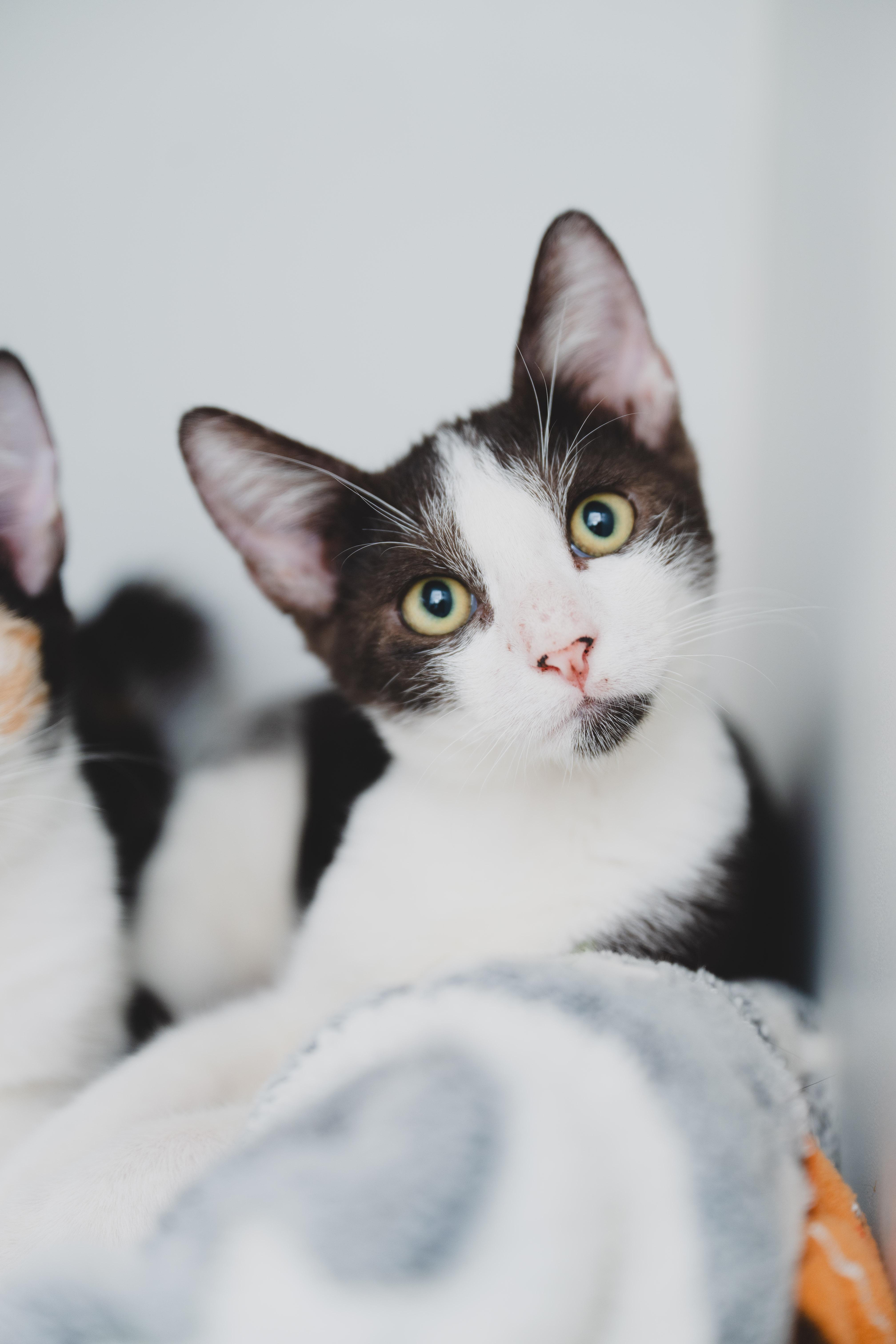 Enlarge Arnie, a Adoptable mixed breed in Honolulu, HI image 2/6