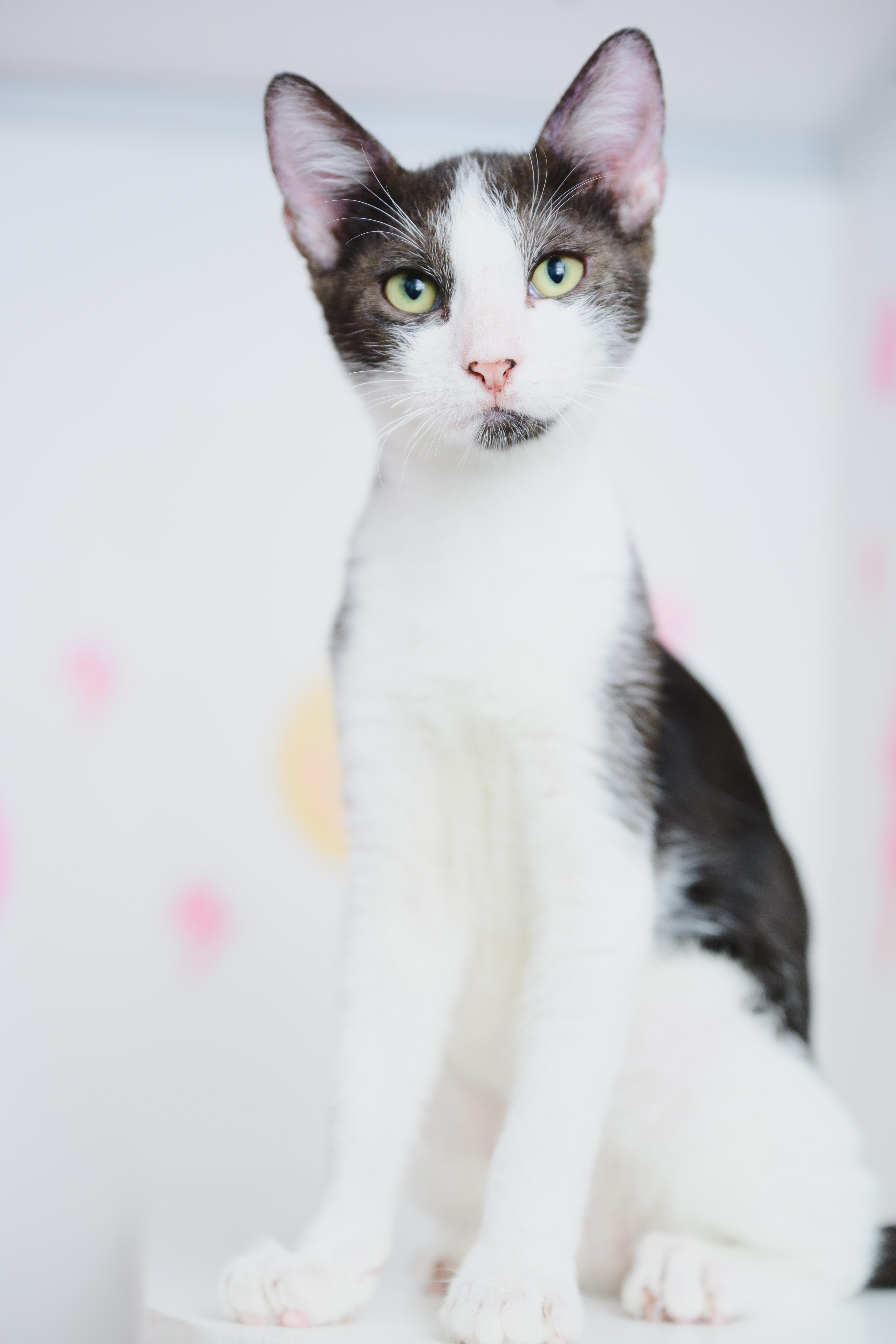 Enlarge Arnie, a Adoptable mixed breed in Honolulu, HI image 3/6