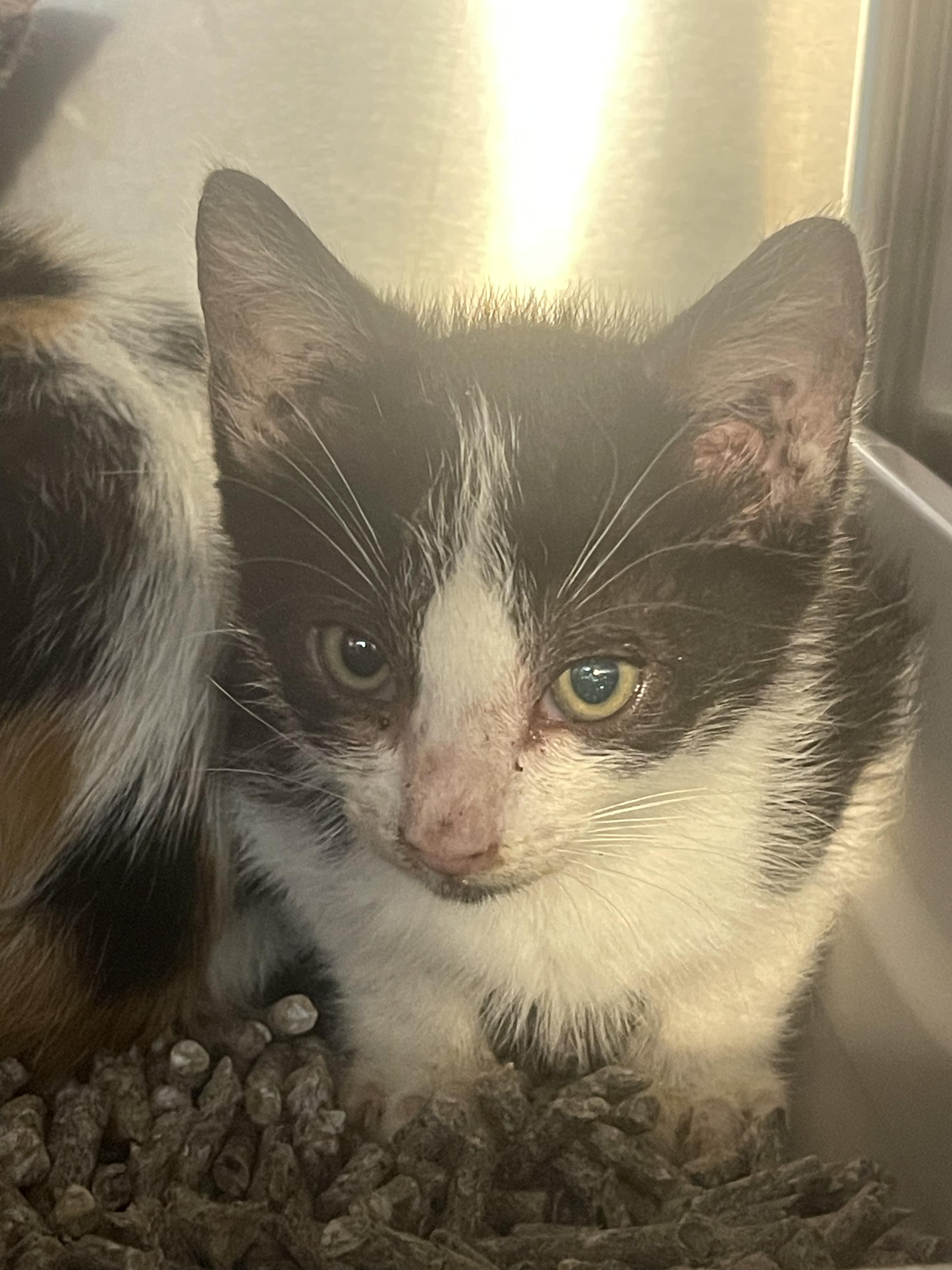 Enlarge Arnie, a Adoptable mixed breed in Honolulu, HI image 4/6