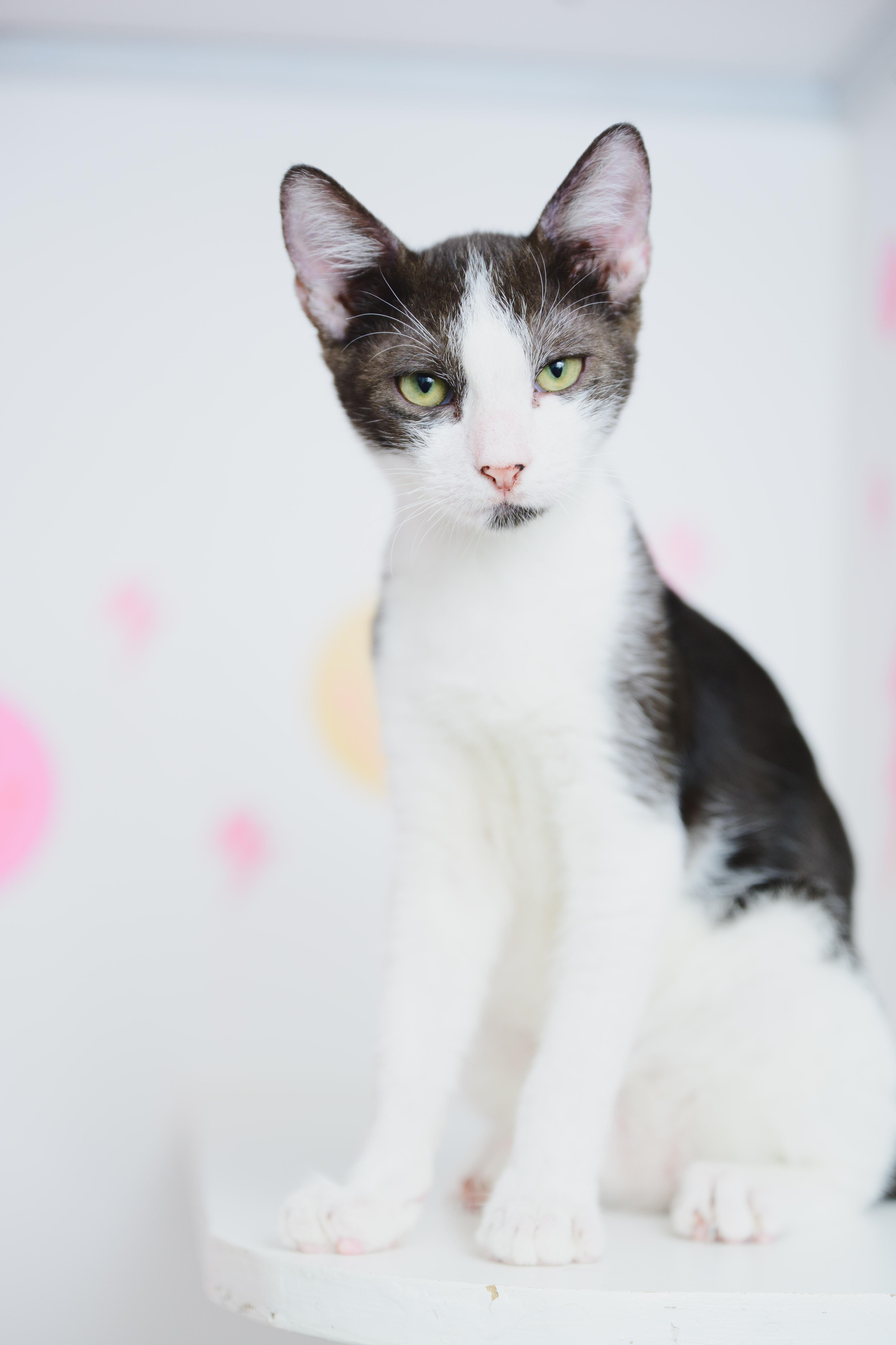 Enlarge Arnie, a Adoptable mixed breed in Honolulu, HI image 6/6