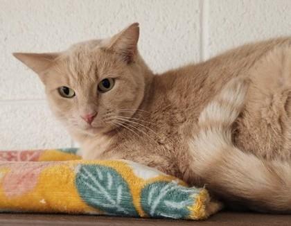 Cornwall, Adoptable, Adult Male Domestic Short Hair.