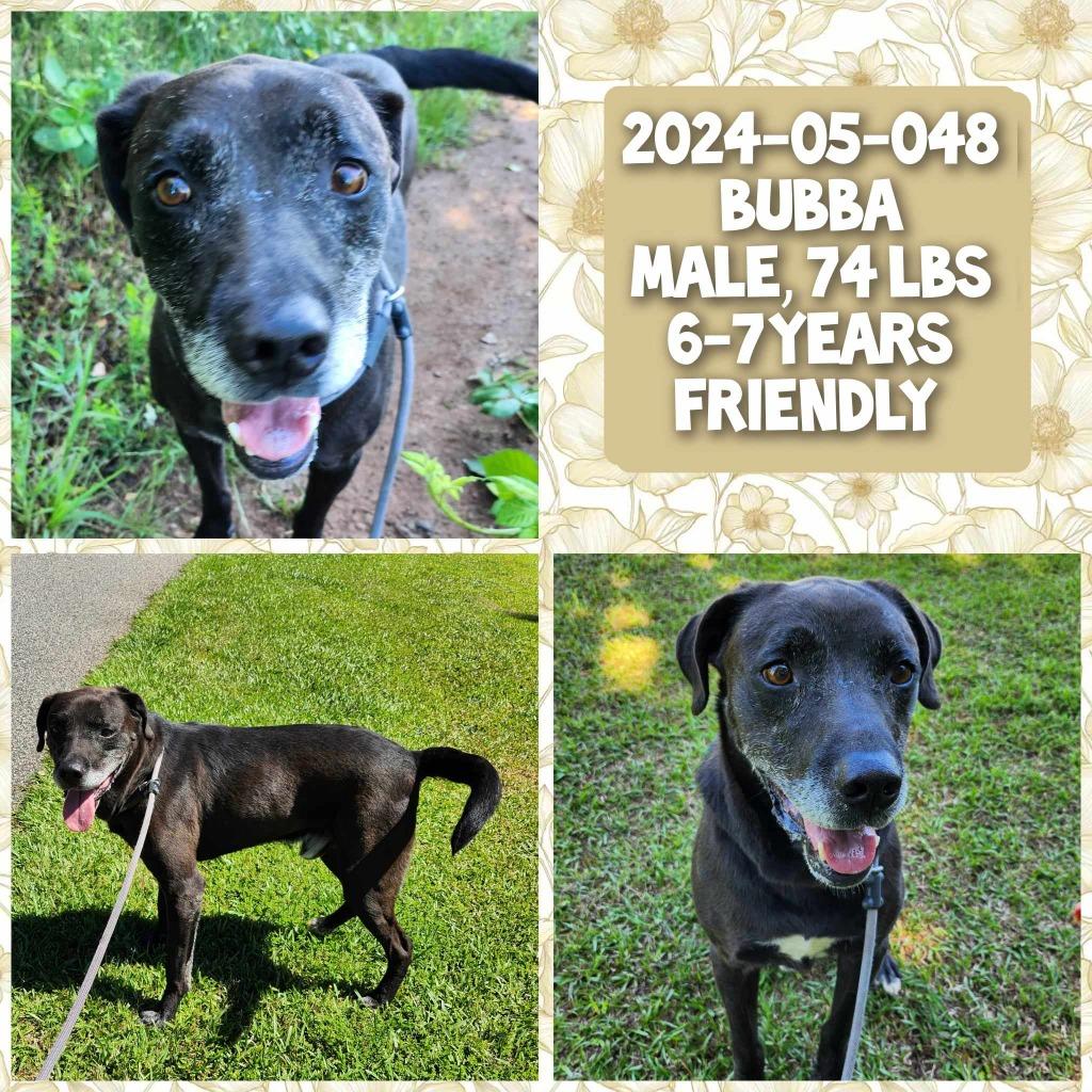 2024-05-048 *Bubba*, Adoptable, Adult Male Labrador Retriever.
