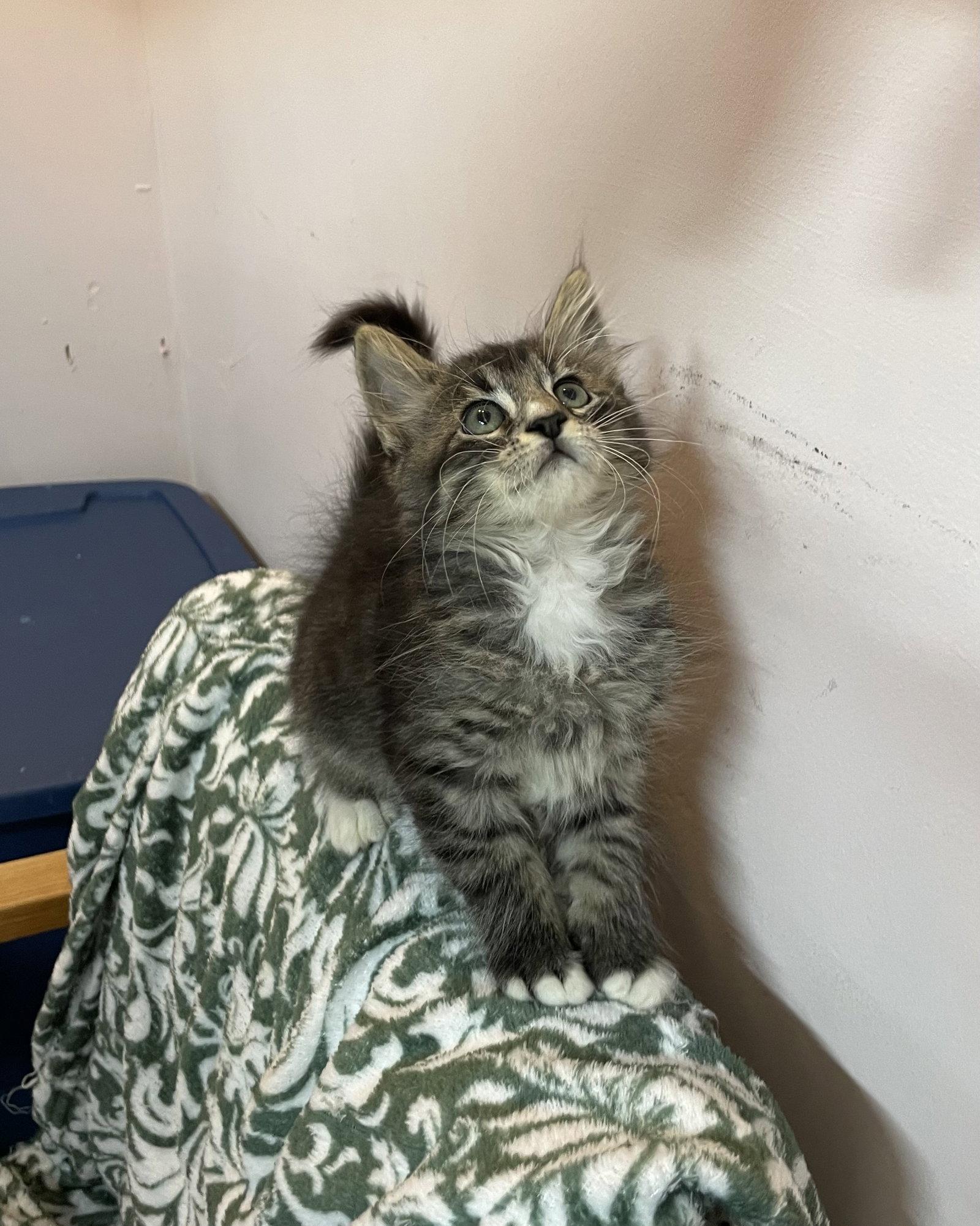 Patrick, Adopted, Kitten Male Domestic Long Hair.