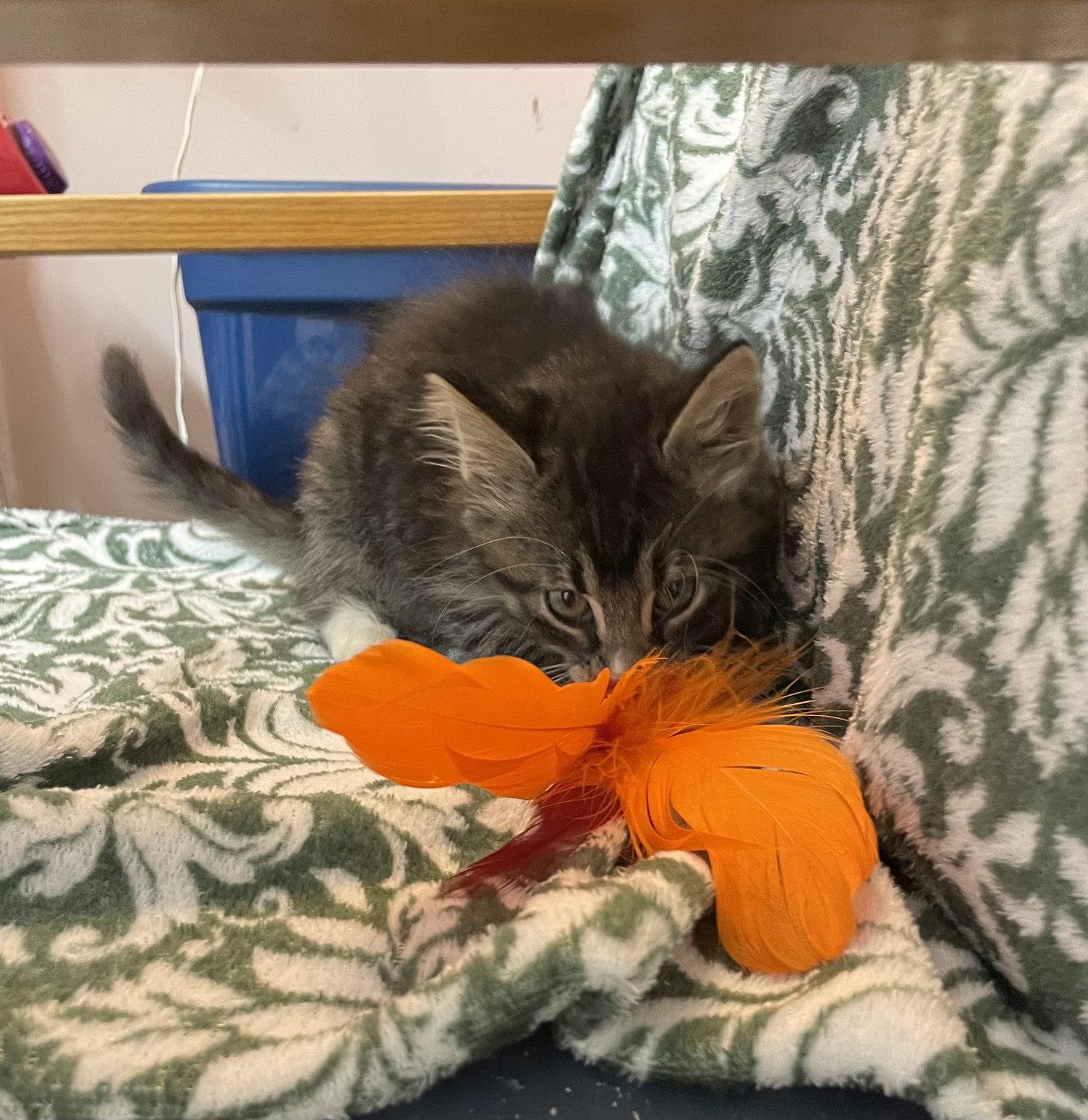 Enlarge Patrick, a Adopted Domestic Long Hair in Stover, MO image 2/3
