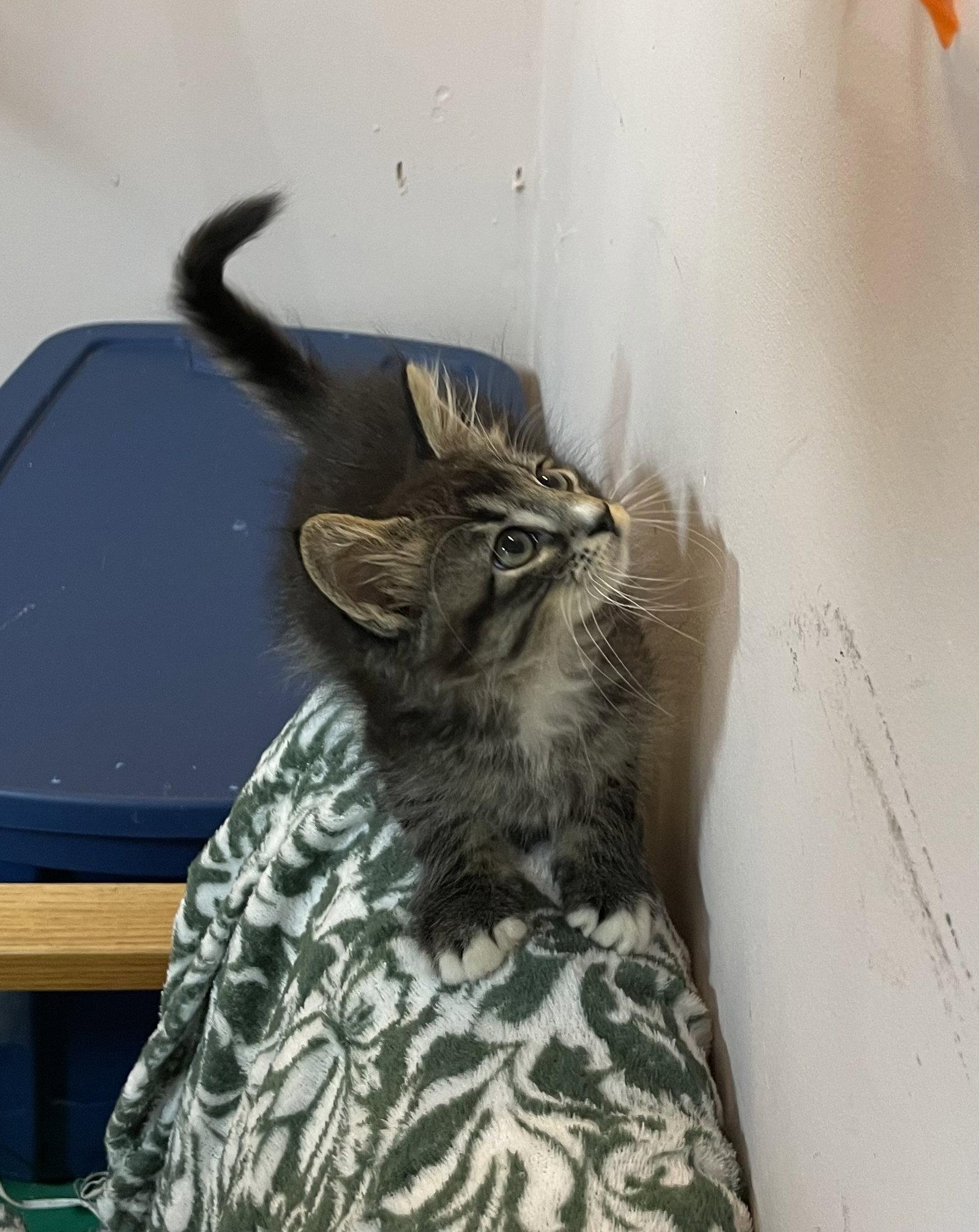 Enlarge Patrick, a Adopted Domestic Long Hair in Stover, MO image 3/3