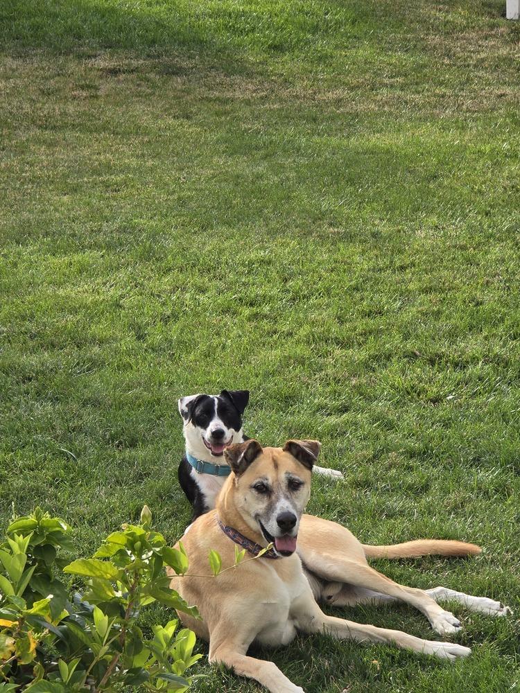 Rover, Adoptable, Young Male Border Collie.