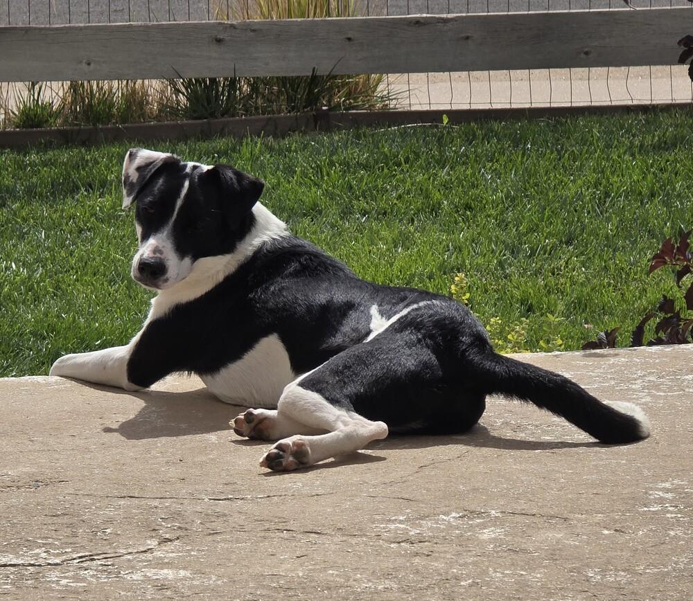 Rover, Adoptable, Young Male Border Collie.