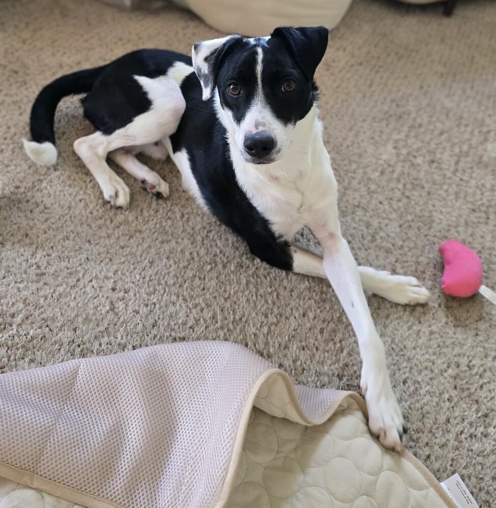 Enlarge Rover, a Adoptable mixed breed in Littleton, CO image 5/6