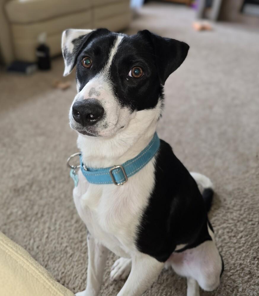 Enlarge Rover, a Adoptable mixed breed in Littleton, CO image 6/6