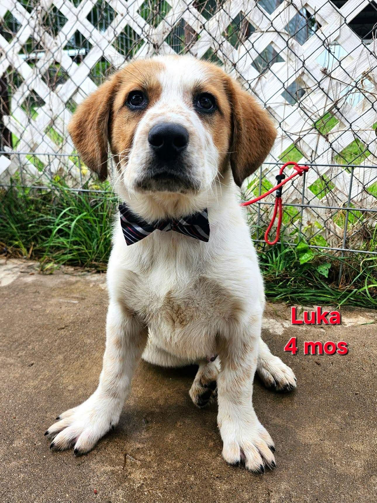 Luka, Adoptable, Puppy Male Great Pyrenees.