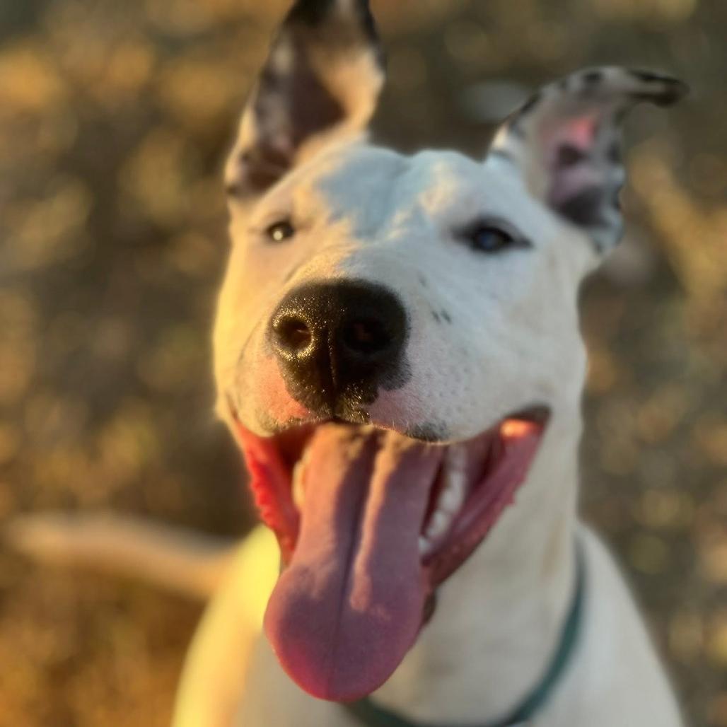 Beemo, a Adoptable Dalmatian in Sonoma, CA image 1/6