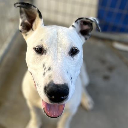 Beemo, a Adoptable Dalmatian in Sonoma, CA image 2/6