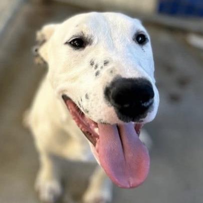 Beemo, a Adoptable Dalmatian in Sonoma, CA image 3/6