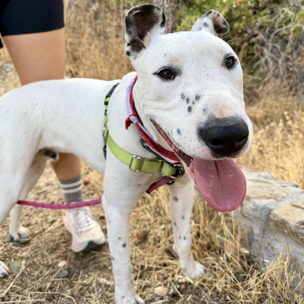 Beemo, a Adoptable Dalmatian in Sonoma, CA image 4/6