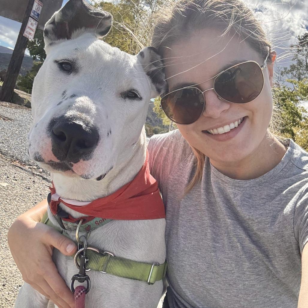 Beemo, a Adoptable Dalmatian in Sonoma, CA image 5/6