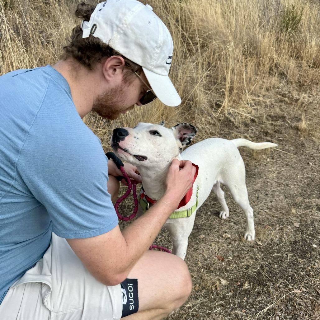 Beemo, a Adoptable Dalmatian in Sonoma, CA image 6/6