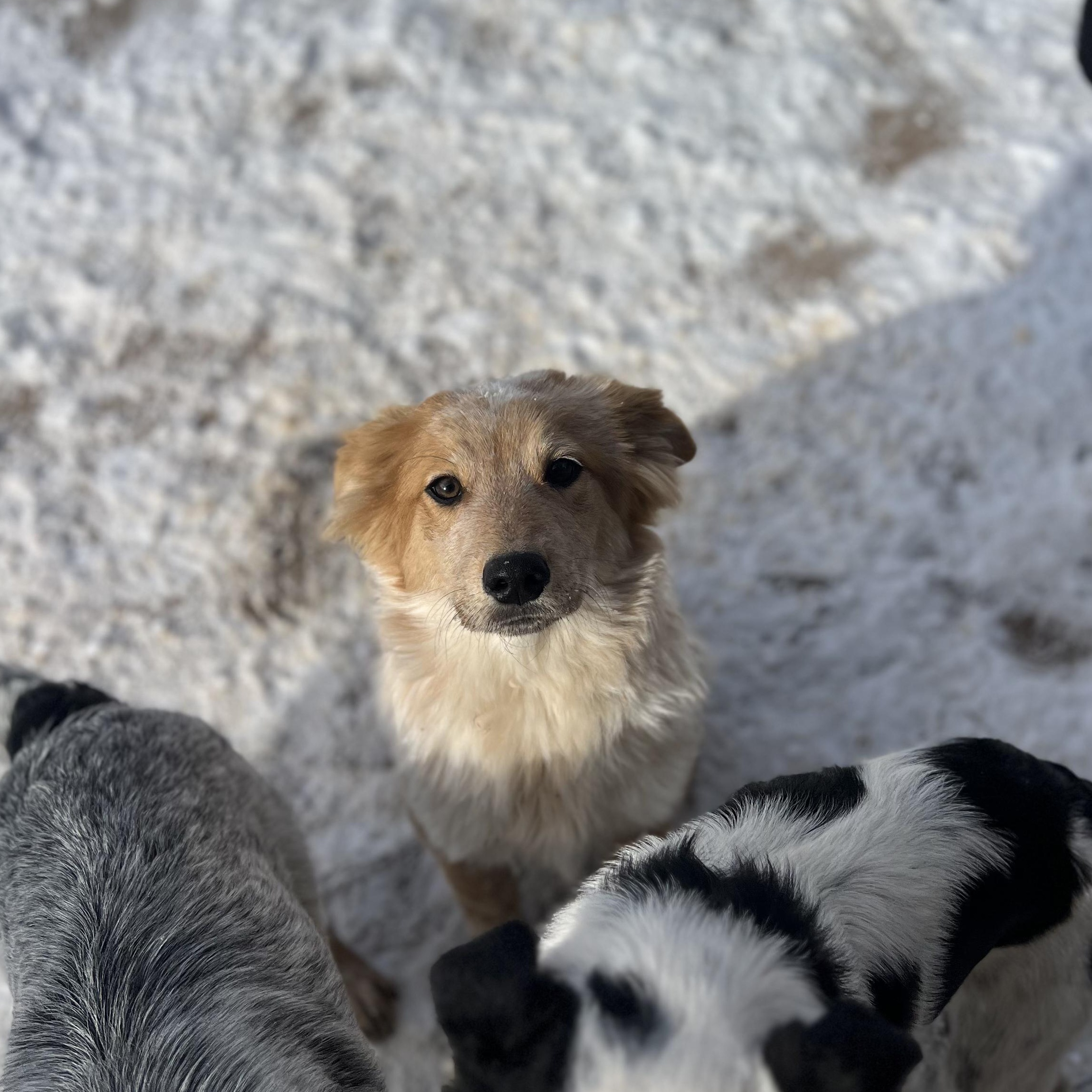 Enlarge Charlie Brown, an adopted mixed breed in Fort Collins, CO image 4/4