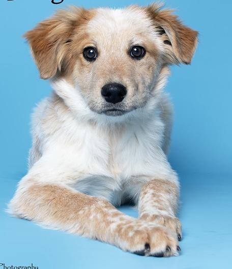 Charlie Brown, adopted, Young Male Australian Cattle Dog / Blue Heeler & Australian Shepherd.