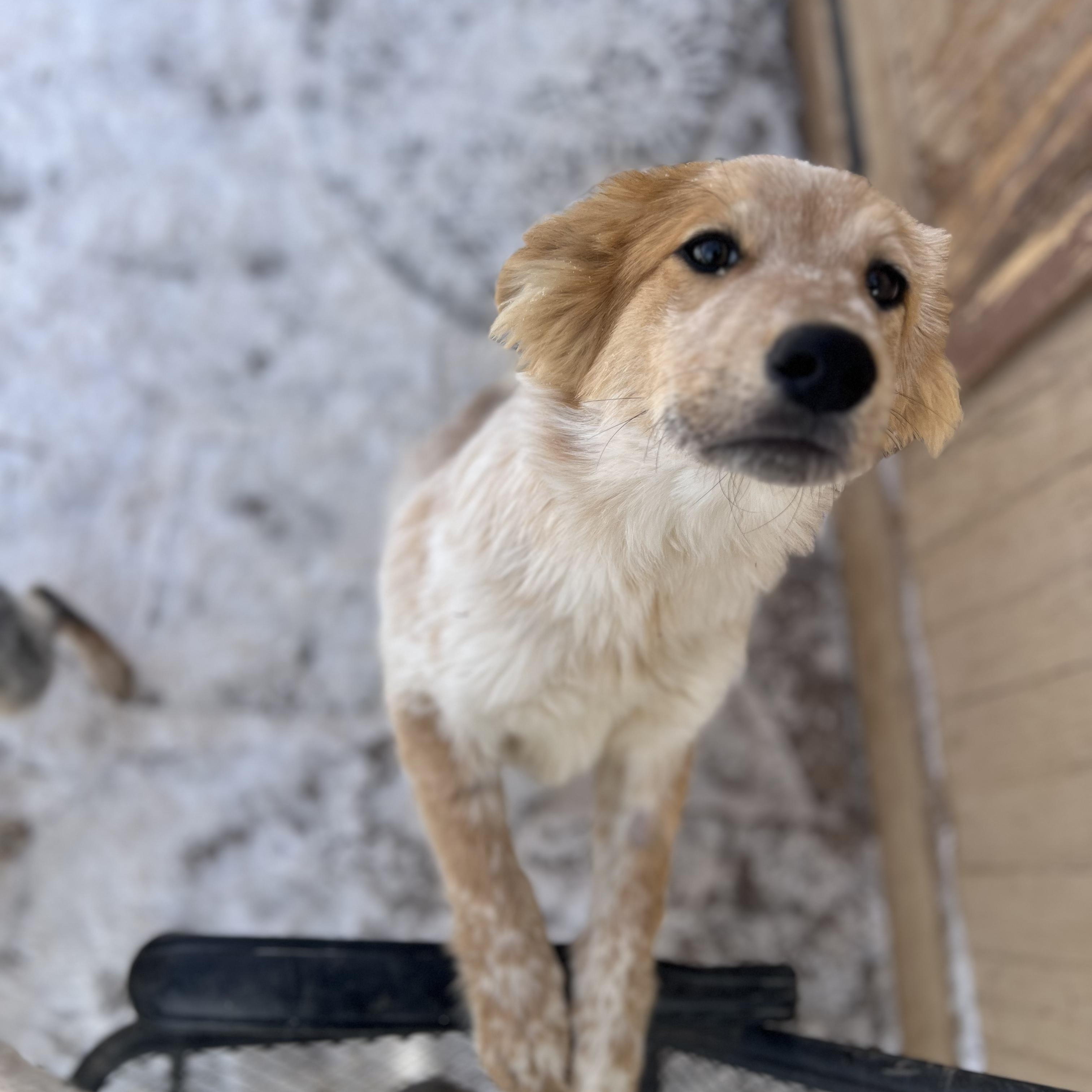 Enlarge Charlie Brown, an adopted mixed breed in Fort Collins, CO image 2/4