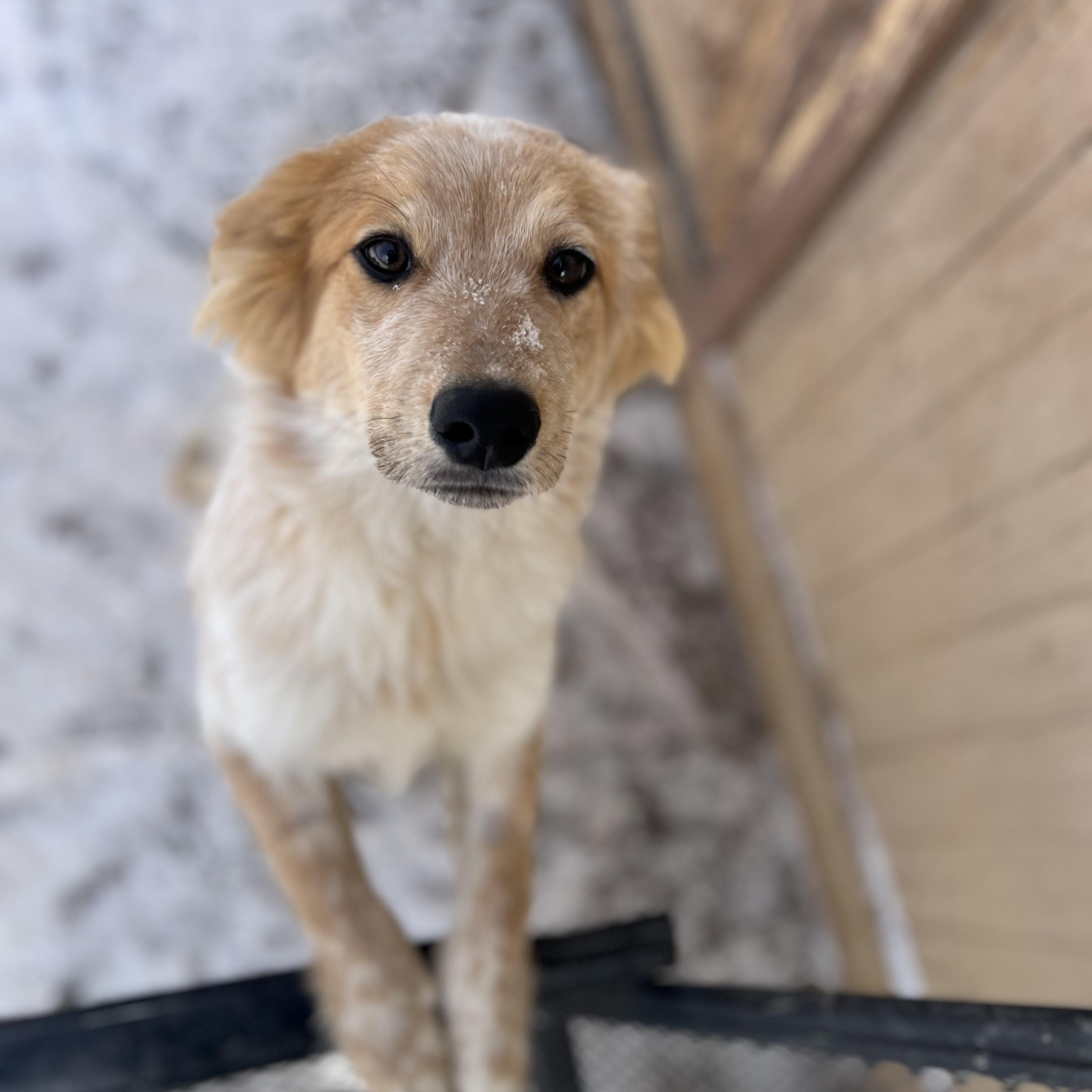 Enlarge Charlie Brown, an adopted mixed breed in Fort Collins, CO image 3/4