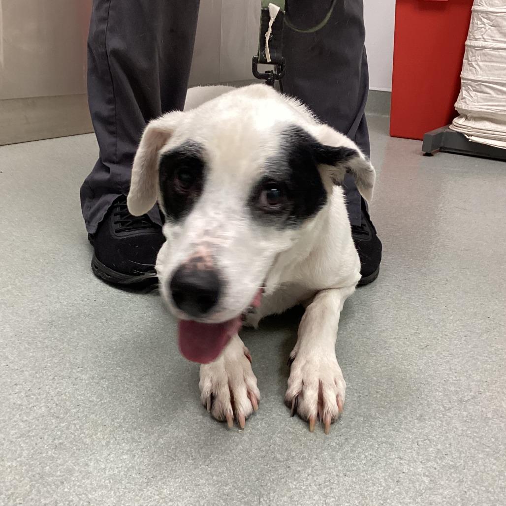 Deuce, Adoptable, Senior Male Mixed Breed.