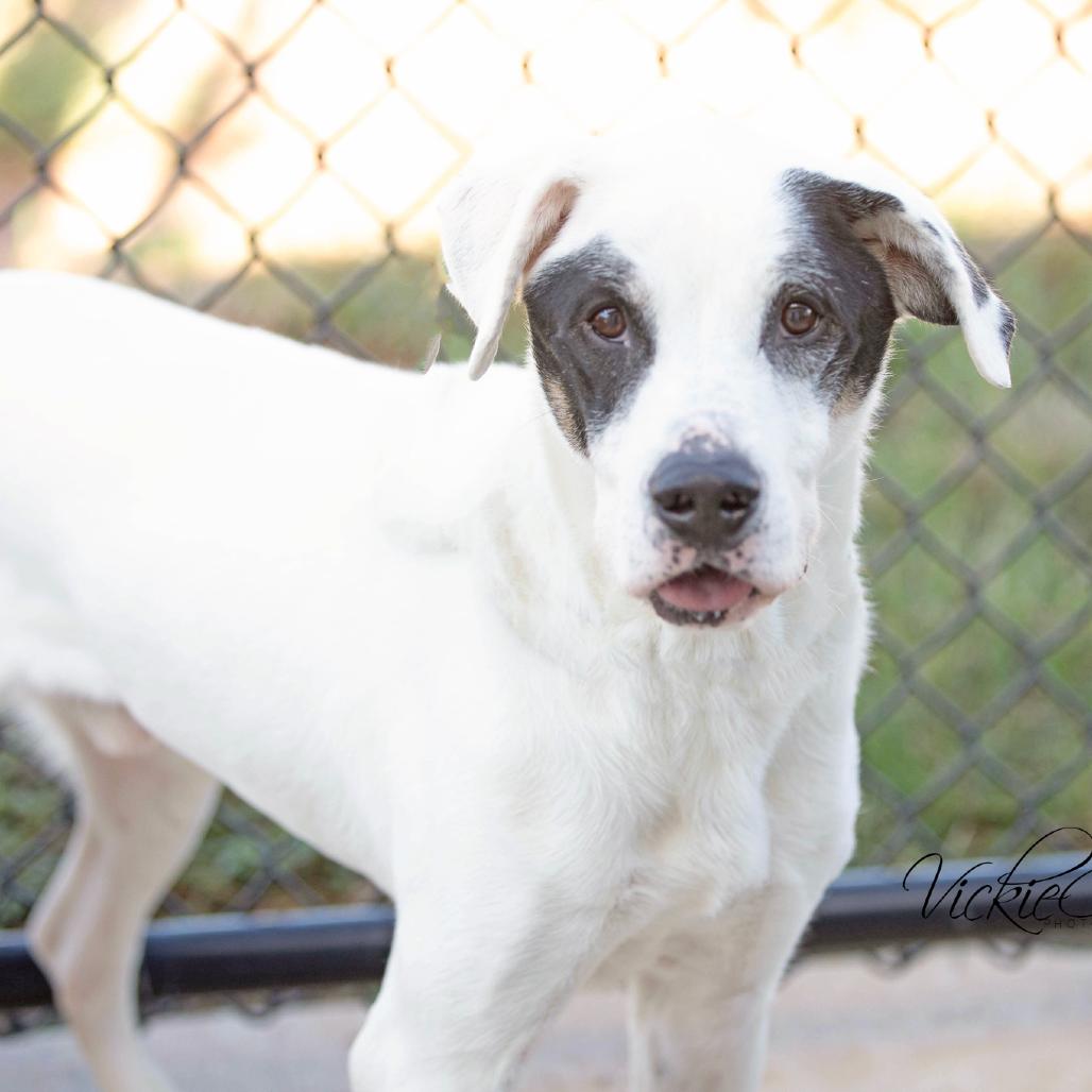 Enlarge Deuce, a Adoptable Mixed Breed in Abilene, TX image 2/3