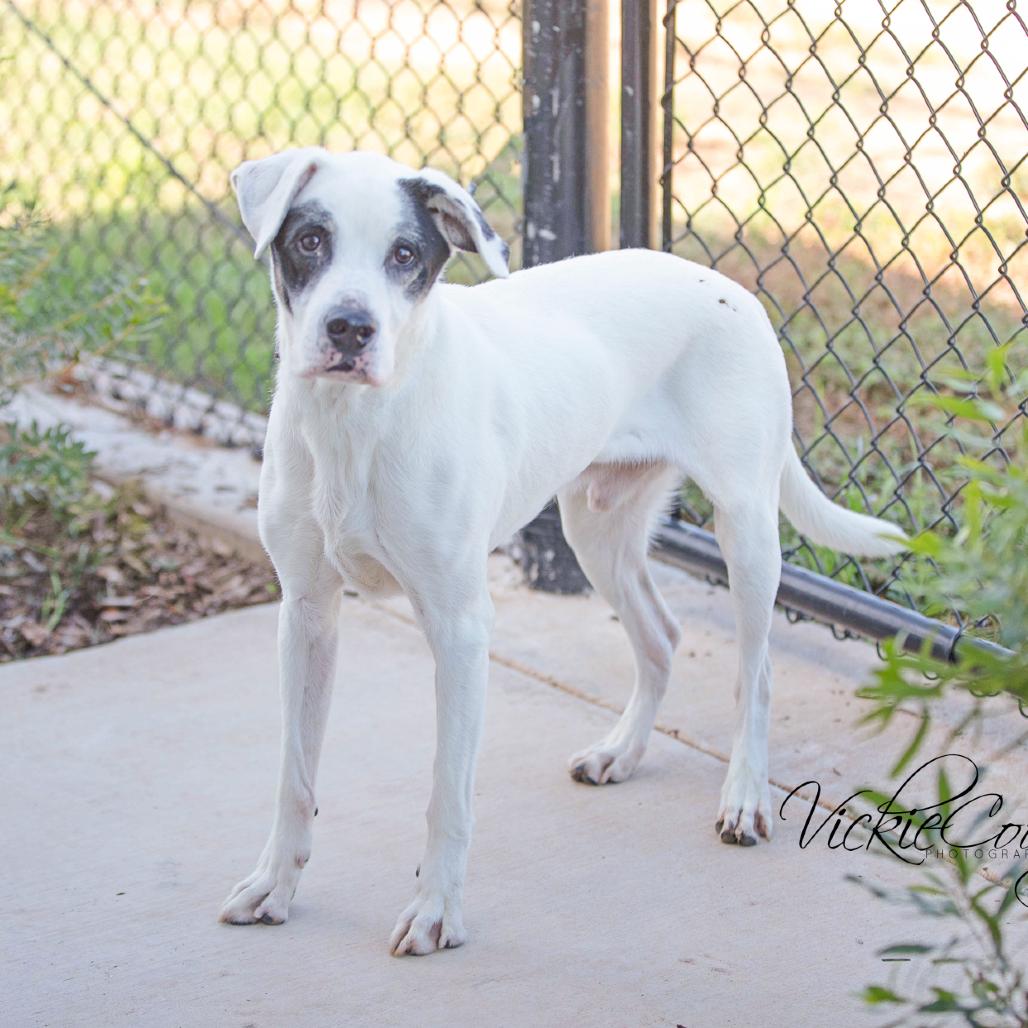 Enlarge Deuce, a Adoptable Mixed Breed in Abilene, TX image 3/3