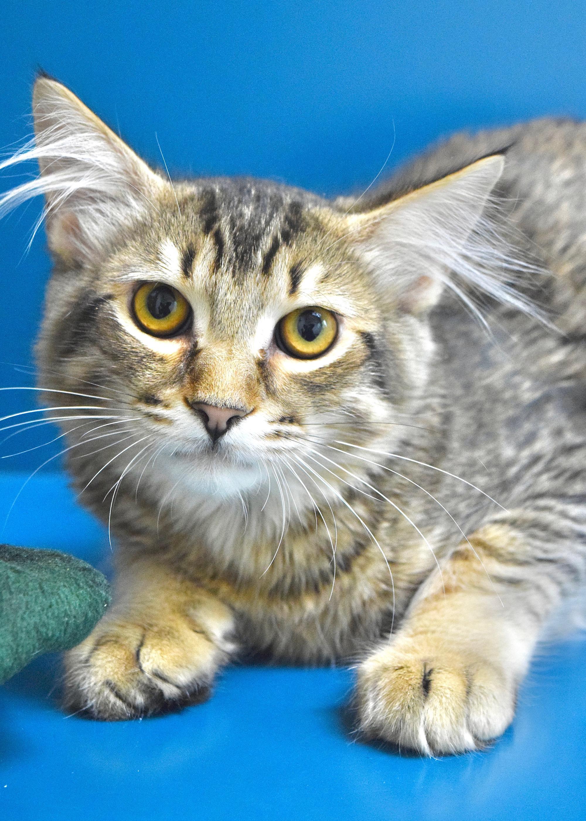 Maroon, a ADOPTABLE Domestic Medium Hair in Dublin, CA image 3/3