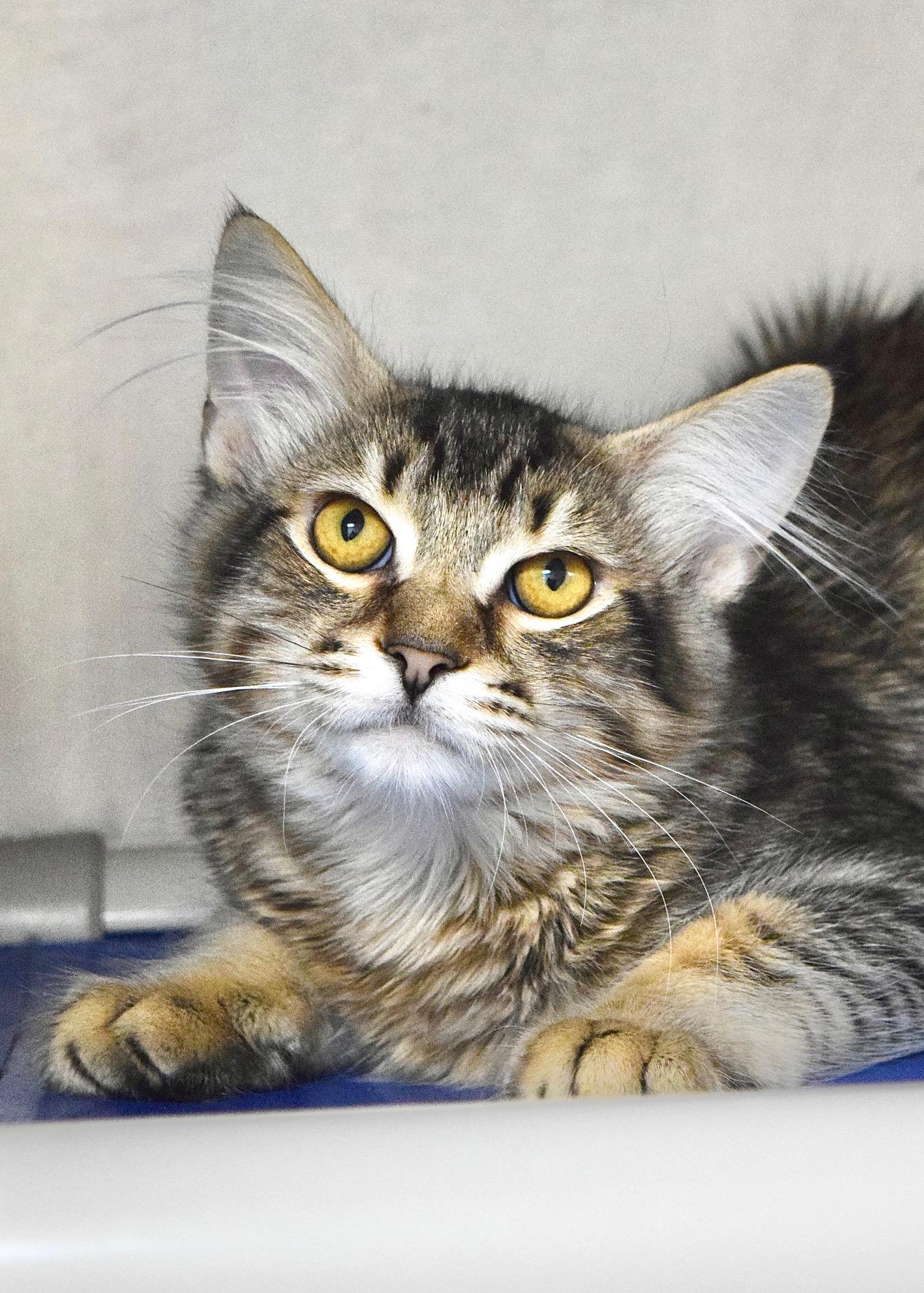 Maroon, a ADOPTABLE Domestic Medium Hair in Dublin, CA image 2/3