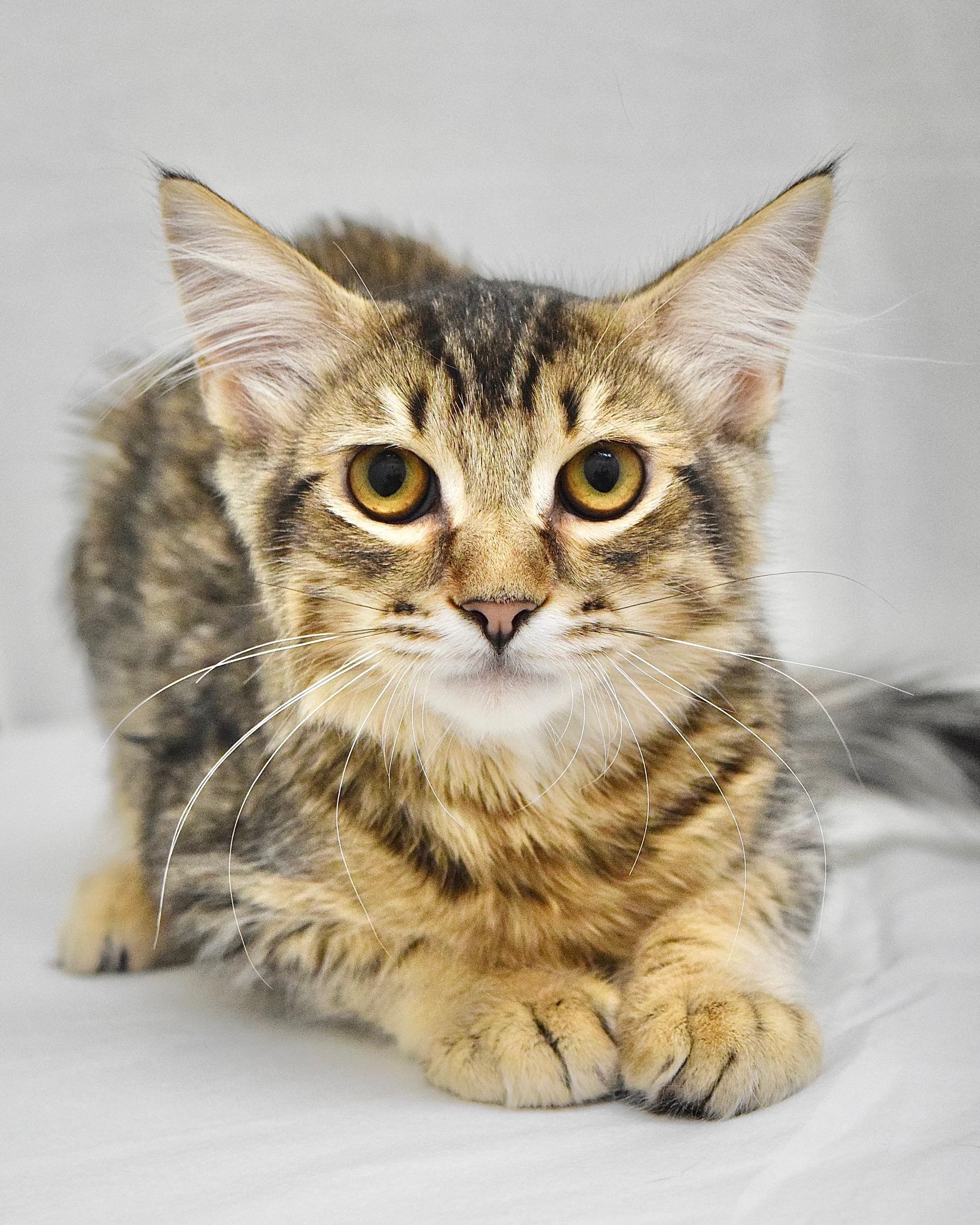 Maroon, ADOPTABLE, Kitten Male Domestic Medium Hair.