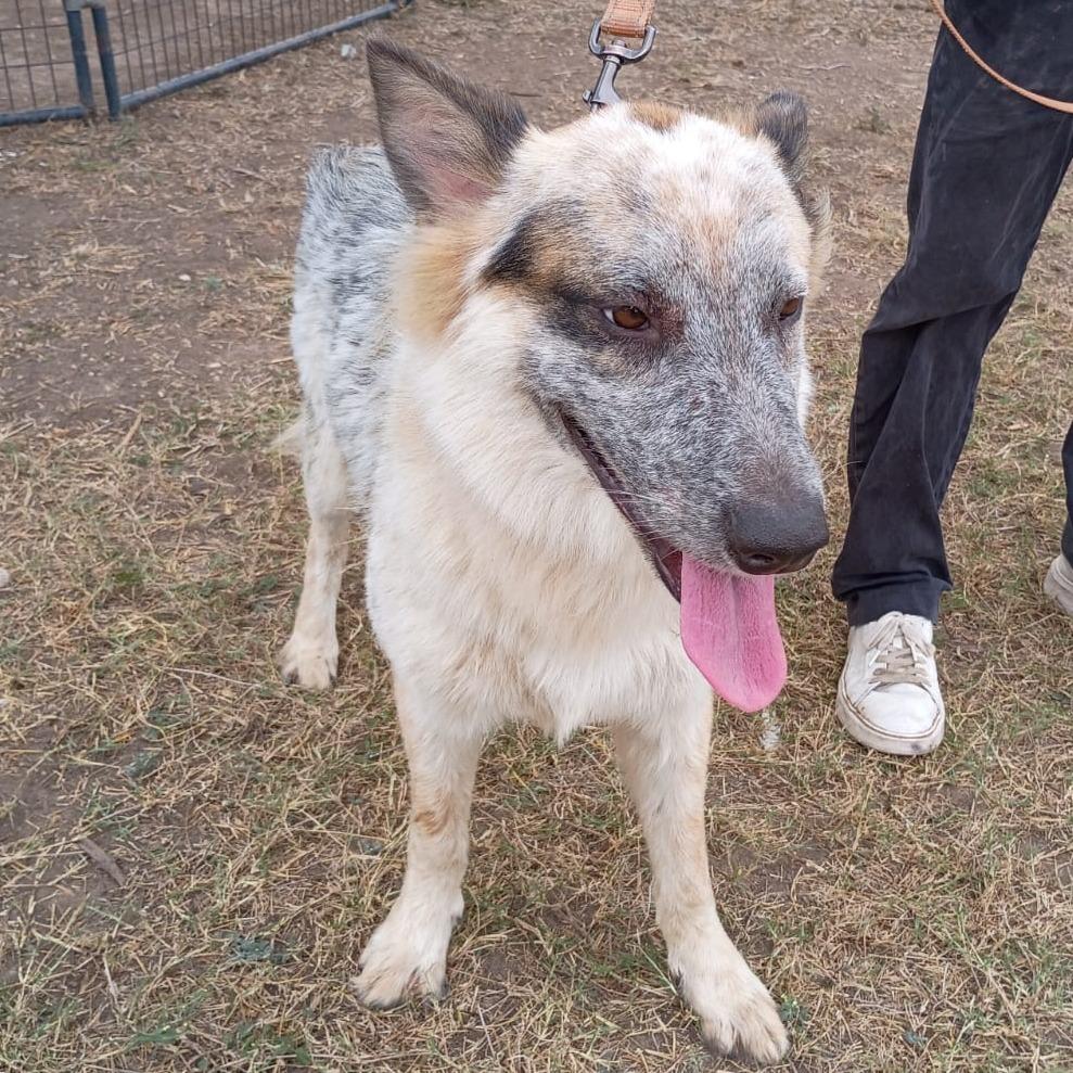 Ranger, Adoptable, Young Male Cattle Dog.