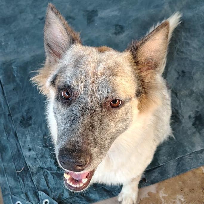 Ranger, a Adoptable Cattle Dog in West Islip, NY image 2/4