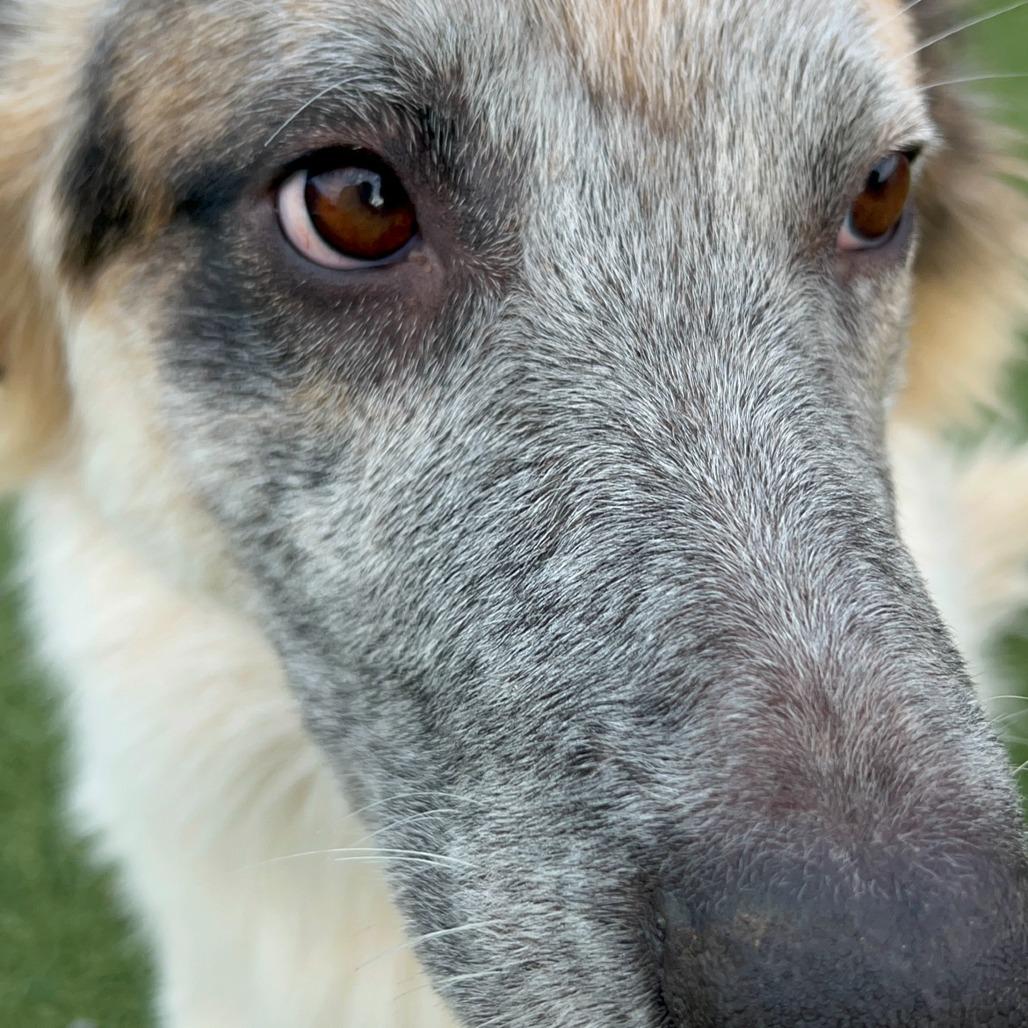 Enlarge Ranger, a Adoptable Cattle Dog in West Islip, NY image 2/6