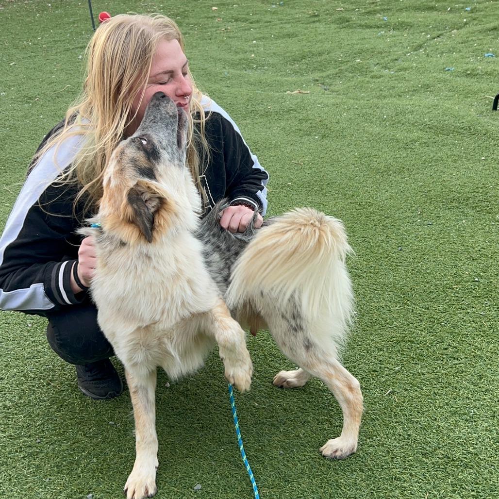 Enlarge Ranger, a Adoptable Cattle Dog in West Islip, NY image 3/6