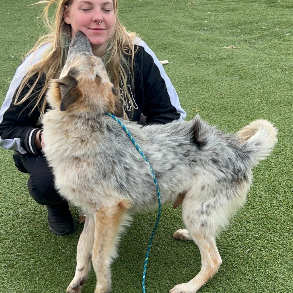 Enlarge Ranger, a Adoptable Cattle Dog in West Islip, NY image 4/6