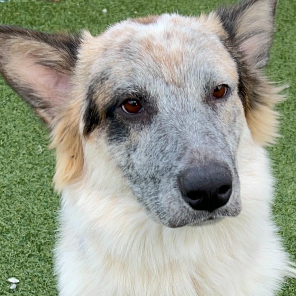 Enlarge Ranger, a Adoptable Cattle Dog in West Islip, NY image 5/6
