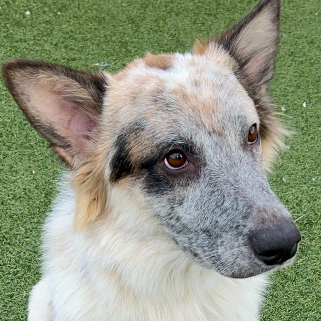 Enlarge Ranger, a Adoptable Cattle Dog in West Islip, NY image 6/6