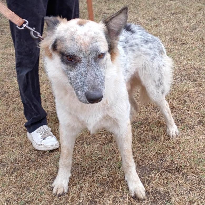 Ranger, a Adoptable Cattle Dog in West Islip, NY image 3/4