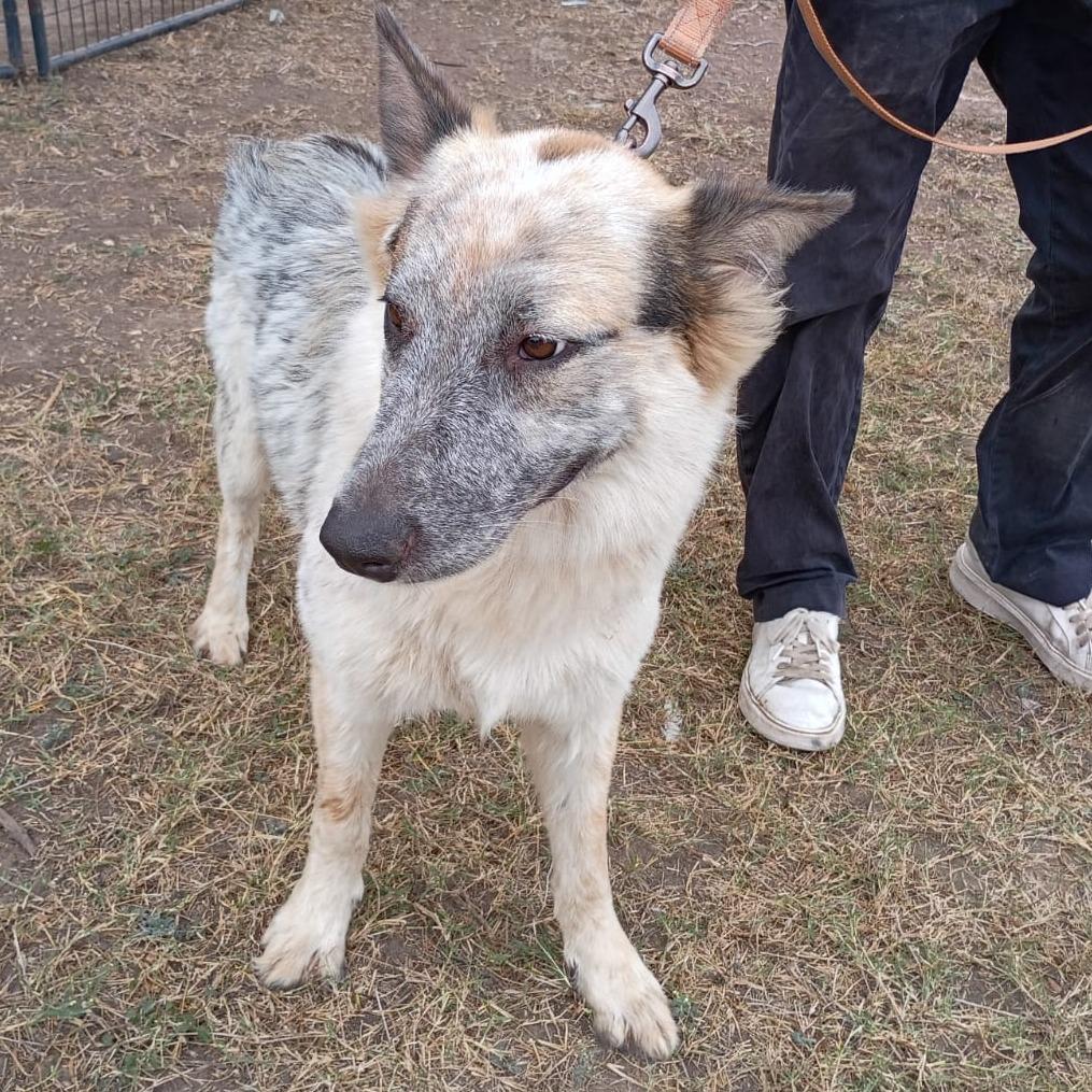 Ranger, a Adoptable Cattle Dog in West Islip, NY image 4/4