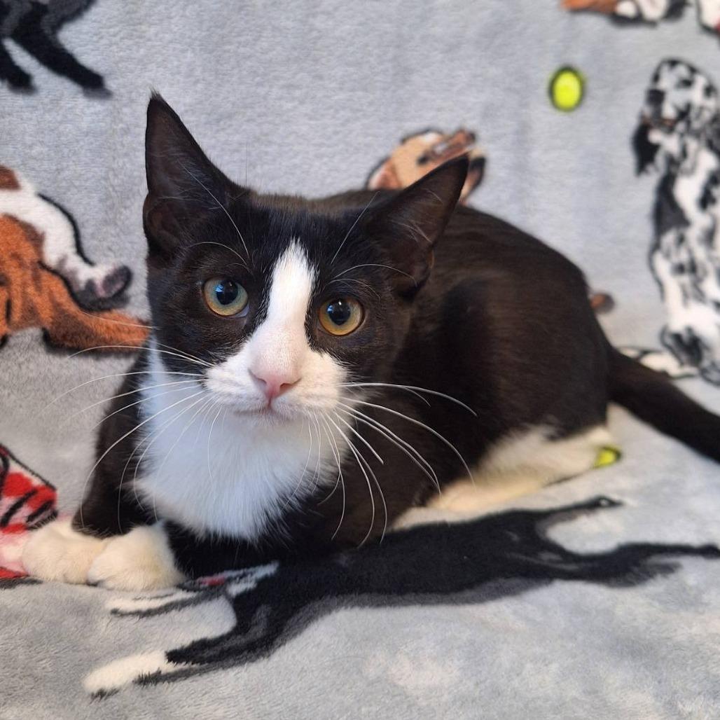Enlarge Feta, a Adoptable Domestic Short Hair in Attica, NY image 1/2