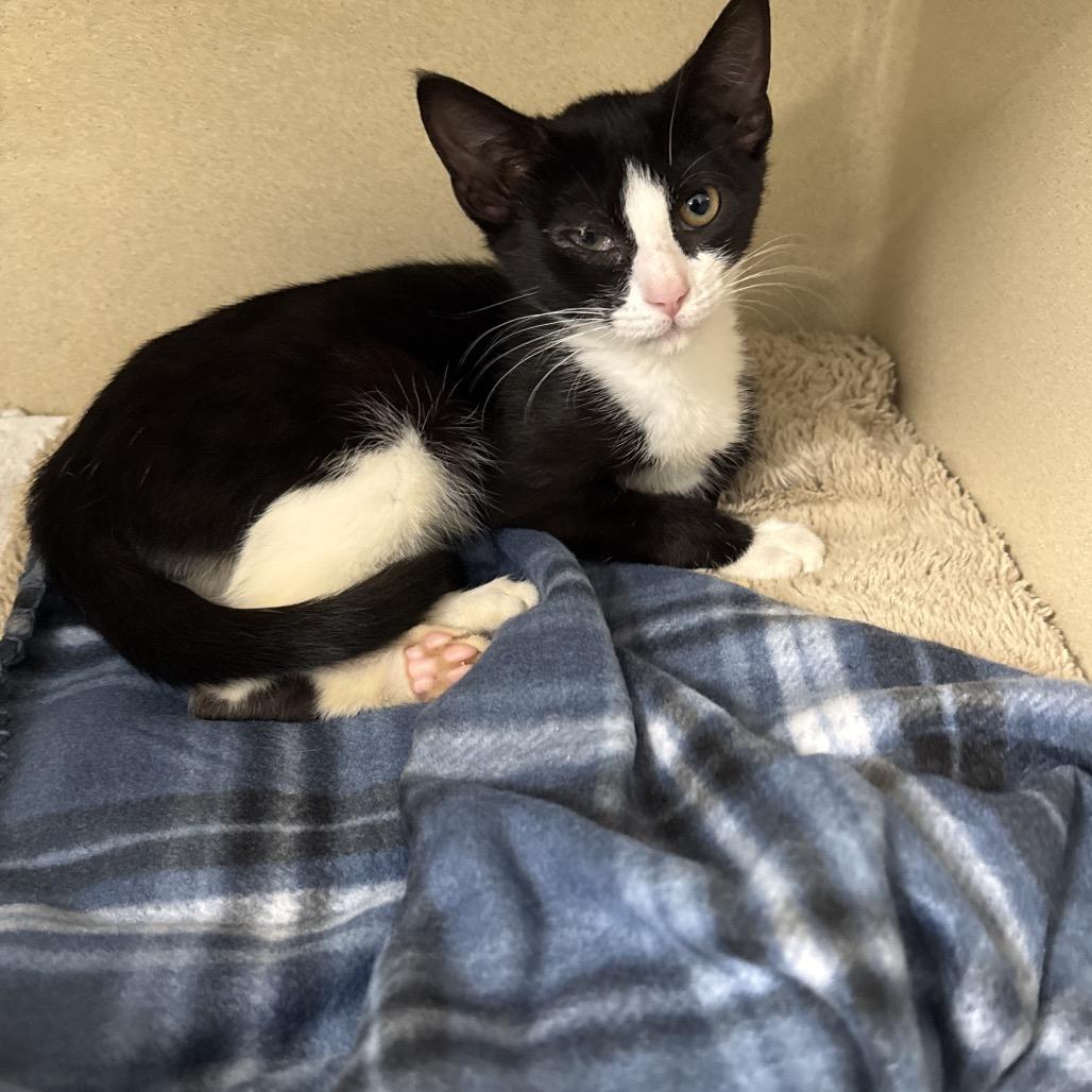 Enlarge Feta, a Adoptable Domestic Short Hair in Attica, NY image 2/2