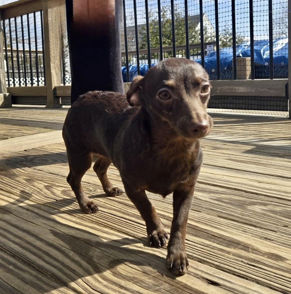 Enlarge Noodle, a Adoptable mixed breed in Greenlawn, NY image 2/6