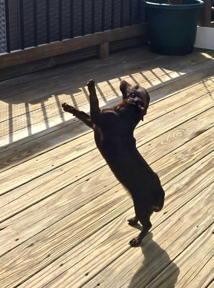 Enlarge Noodle, a Adoptable mixed breed in Greenlawn, NY image 3/6